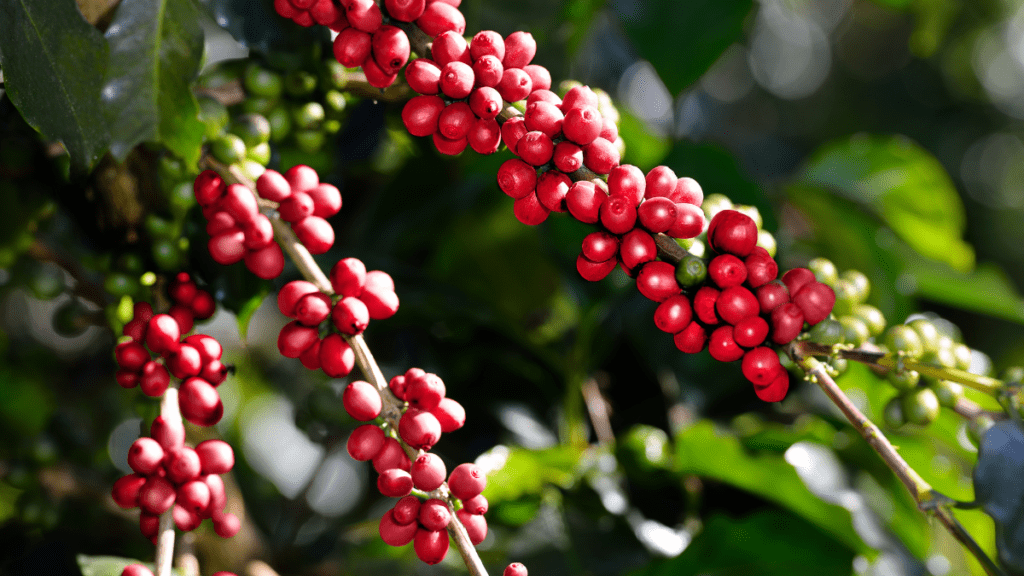 imagens café (13)
