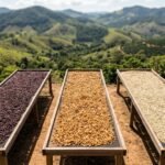 Camas de secagem com café natural, honey e lavado lado a lado numa fazenda