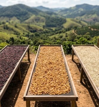 Camas de secagem com café natural, honey e lavado lado a lado numa fazenda